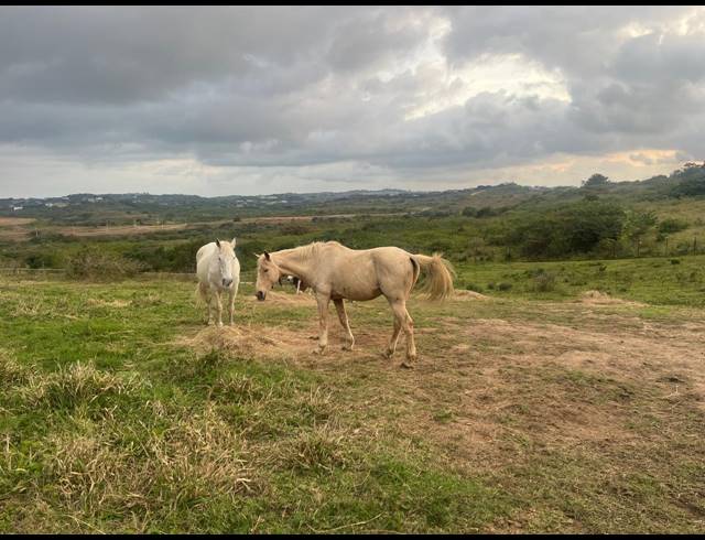 20,113M² FARM FOR SALE IN BALLITO CENTRAL